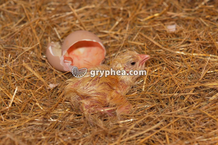 Poussin nouveau-né - gryphea.com